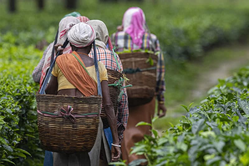 ජනතා බදු මුදලින් වතු සේවක වැටුප් වැඩි කිරීම නිවැරදි ද? | කුසල් පෙරේරා