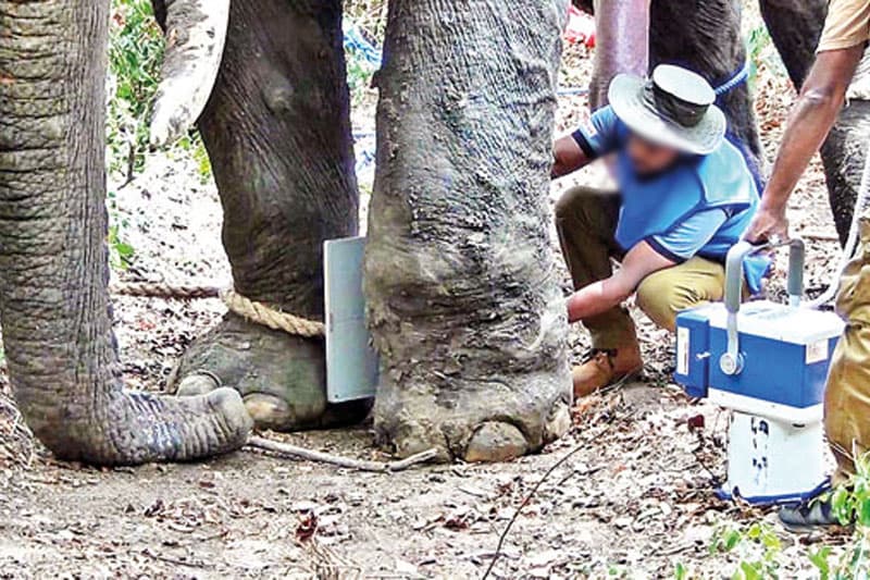 වනජීවී පශු වෛද්‍ය වෘත්තීය අරගලයට මාස දෙකහමාරයි: සතුන්ගේ හදිසි ප්‍රතිකාර ත්‍රිවිධ හමුදාවට