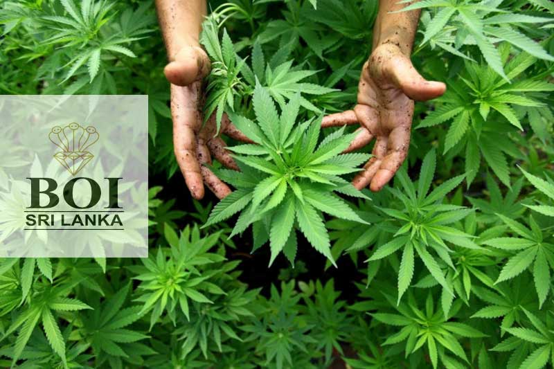 ගංජා වගාවට අවසර දී ඇත්තේ අපනයනය සඳහා පමණයි -BOI පවසයි