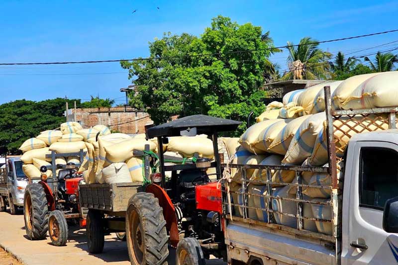 අම්පාරේ යල කන්නයේ වී මිලදී ගැනීම ඇරඹෙයි: මධ්‍යමප්‍රමාණයේ ජාවාරම්කරුවන්ගේ සූරාකෑම වැළැක්වීමට රජයෙන් පියවර!