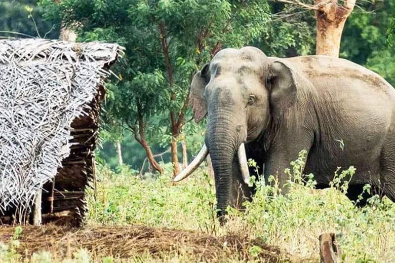 කුරුණෑගල නගරාසන්නයට කඩා වැදුණු වන අලින්ගෙන් දෙදෙනෙකුට ප්‍රහාර: ප්‍රදේශය පුරා දැඩි නොසන්සුන්තාවක්