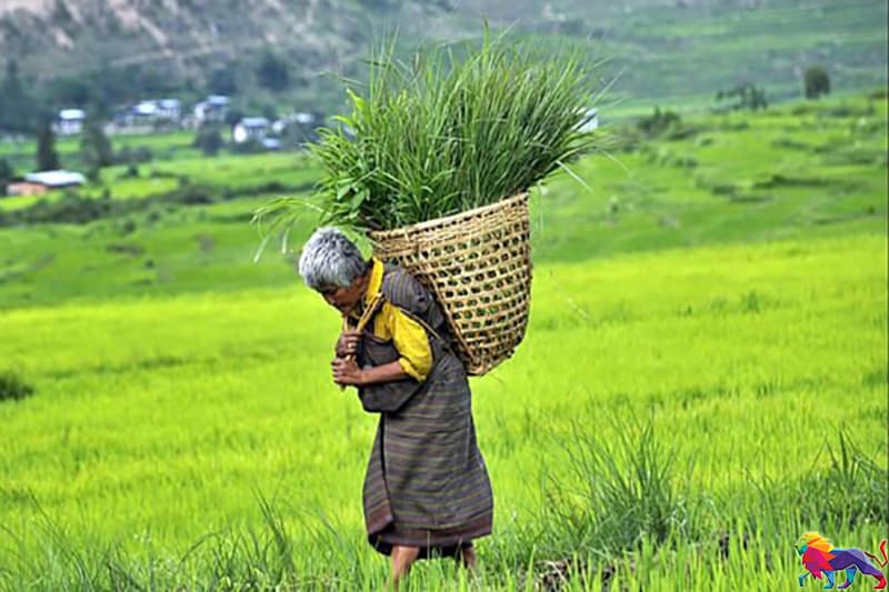 ලෝකයේ ප්‍රථම කාබනික ව්‍යාපෘතිය ඇරඹු භූටානයෙන් පාඩමක්