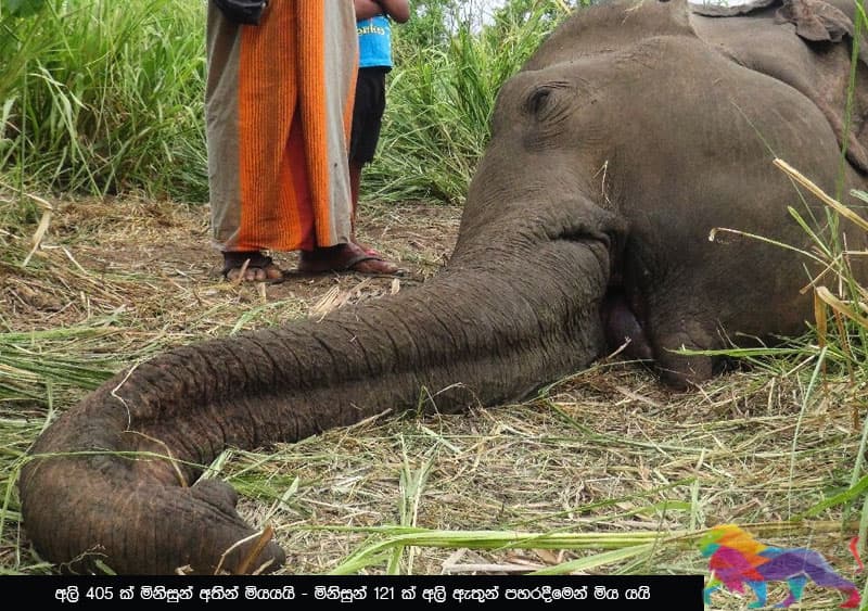 2019: අලි මිනිස් ගැටුමේ නරකම වසරයි - පරිසරවේදී රවින්ද්‍ර කාරියවසම්