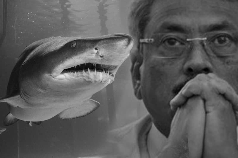 ඔබට වරදකාරී හැඟීමක් ඇතිවෙලා තියෙනවද?: මංගලගේ 'ප්‍රෝඩාභය' කතාවට වැඩියමක් මෙන්න