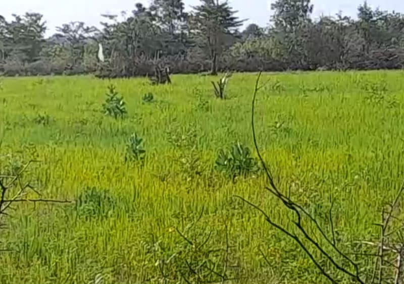 නැගෙනහිර අක්කර 500ක් 'සිංහල ගොවීන්ට වගාවට දීලා'