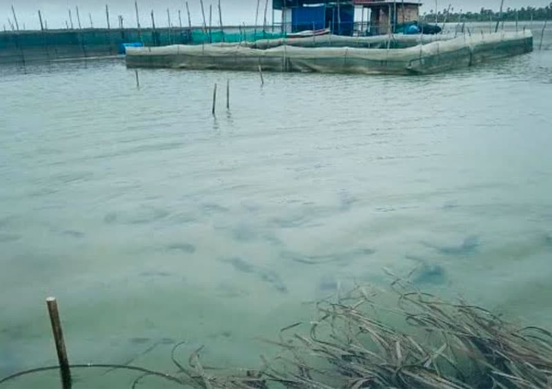 මුහුදු කූඩලු ගොවිපලවල් උතුරේ ධීවර කර්මාන්තයේ ලේ උරා බෝයි