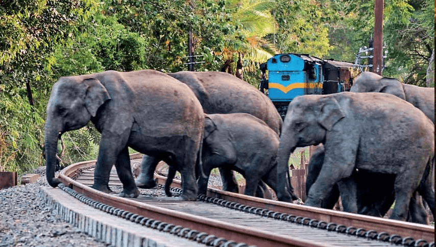 මේ දිනවල ගල්ගමුවේ වන අලින්ගේ හැසිරීම වෙනස් වෙලා ද?