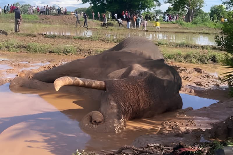 කාවන් තිස්ස ඇත් රජ තුමනි අනේ ඔබටත් සිදු වුණු විපතක්!