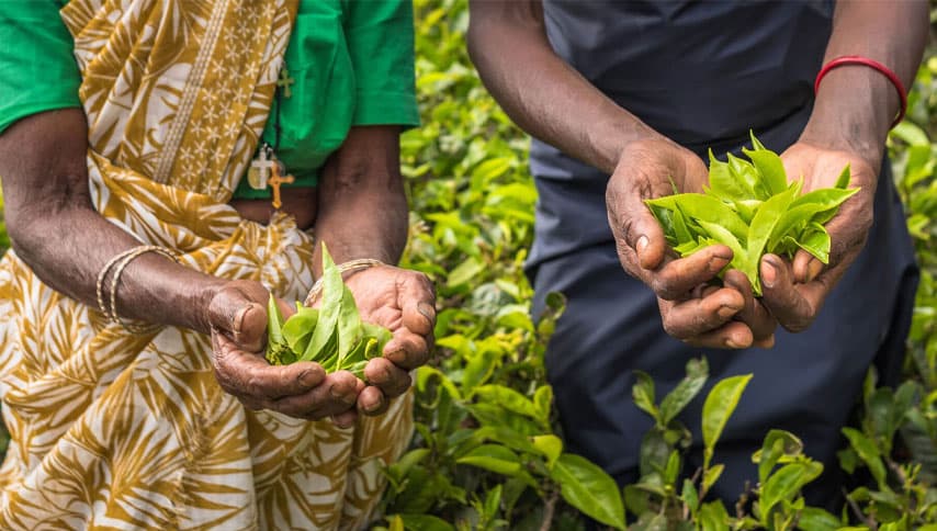 තේ මිල රුපියලෙන් නැග්ගට ඩොලර් ආදායම පහළට