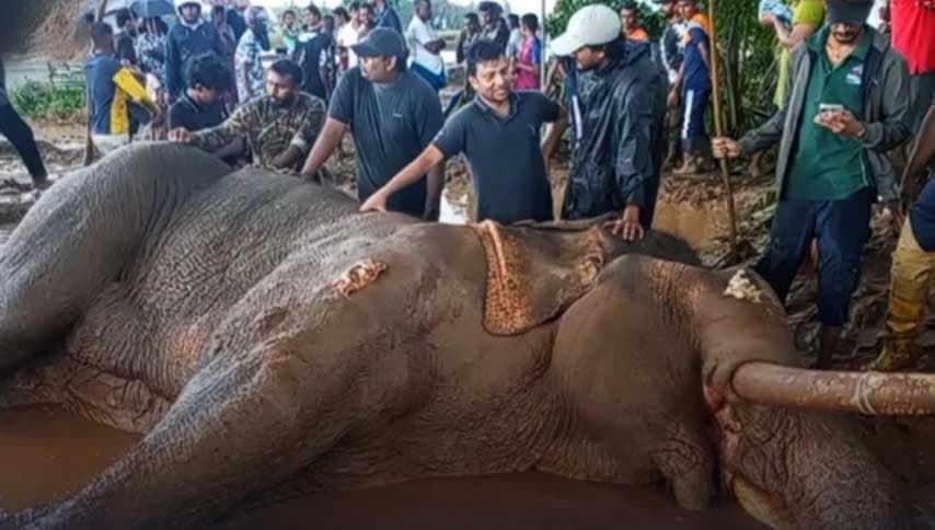 කාවන්තිස්ස ඇතාගේ මරණය: වනජීවී දෙපාර්තමේන්තුව ලණු කා පච වීම