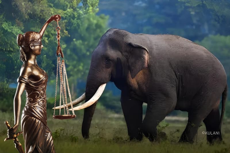 කාවන්තිස්ස ඇතාගේ මරණයට හේතුව සෙවීමට විද්‍යාත්මක වාර්තාවක්