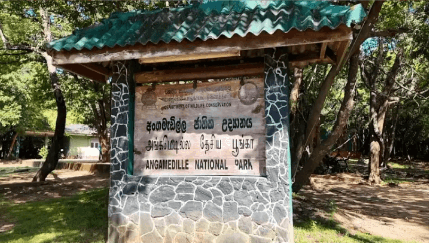 අලි මරණ මැද පොළොන්නරුවෙන් එන ජීවන බලාපොරොත්තුව
