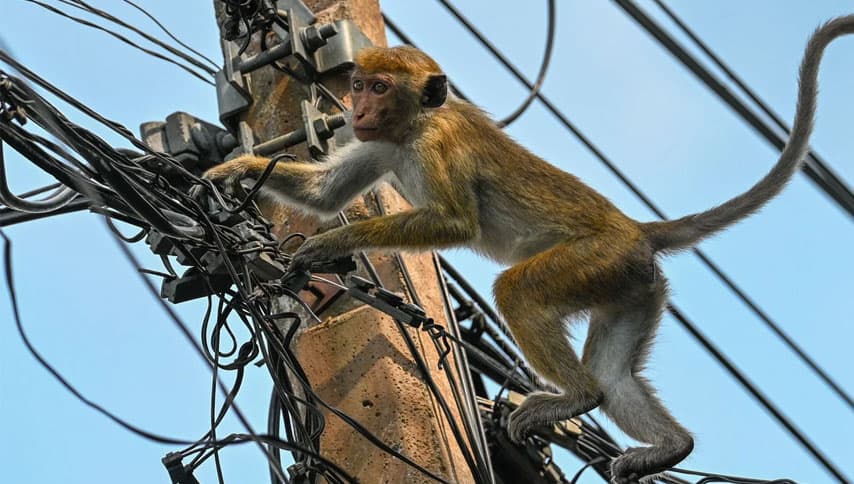 වන සතුන් ගම් වදින්නේ ඇයි: කාගෙද මේ වැරැද්ද?