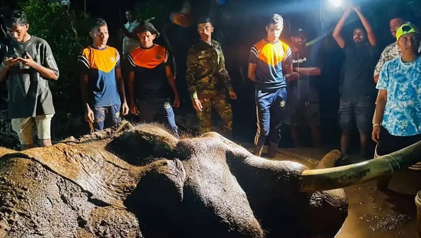 වන අලි 784ක් බිලිගත් අර්බුදය සහ කාවන්තිස්ස ඛේදවාචකය