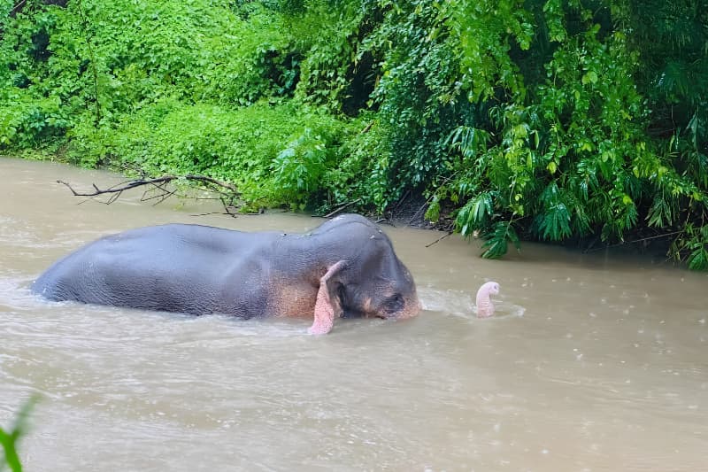 කාවන්තිස්ස ඝාතනය: නිල නොසැලකිල්ල හෙළිවන පශ්චාත් මරණ පරීක්ෂණය