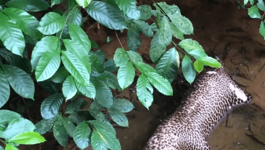නාවලපිටියේ ළිඳකින් හමුවූ කඳුකර කොටියා: අනතුරක්ද? ඝාතනයක්ද?
