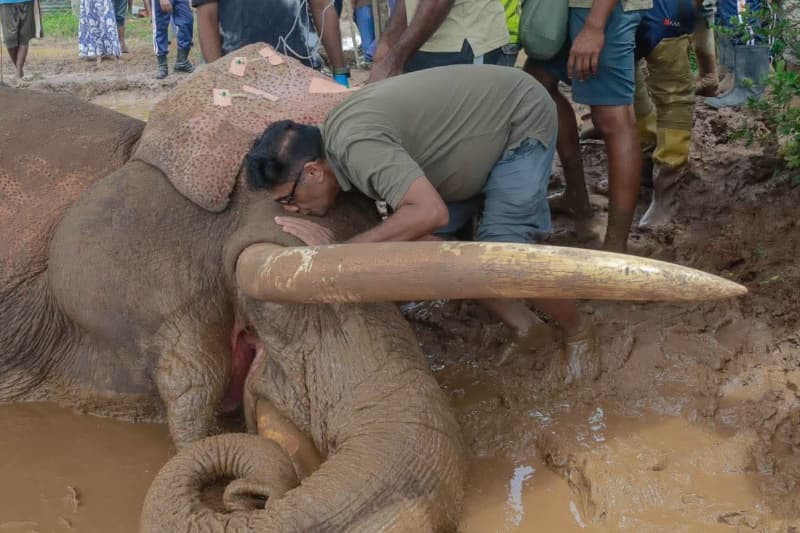 කාවන්තිස්ස හස්තිරාජයා දැයෙන් සමුගනී: අලි–මිනිස් ගැටුමේ ඛේදවාචකය