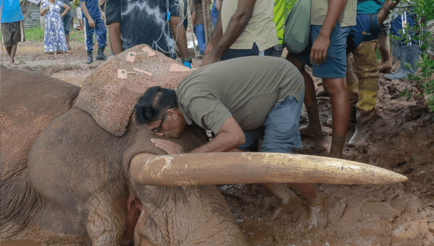 අලියා නැගිට්ටවන ඇත් රජු කවුද? | උපුල් ජෝශප් ප්‍රනාන්දුගේ ගුරුදා විග්‍රහය