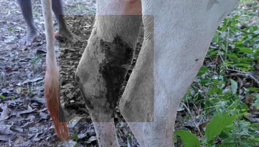 මයිලත්තමඩු ගවයින්ට වෙඩි: අධිකරණ නියෝග ක්‍රියාත්මක කරන්නැයි ඉල්ලීම්