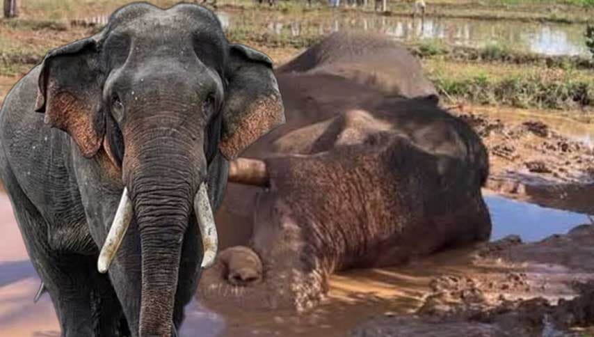 කාවන්තිස්ස ඛේදවාචකය: කඳුළු සැලීමෙන් ඔබ්බට පද්ධතිය හදන සටන
