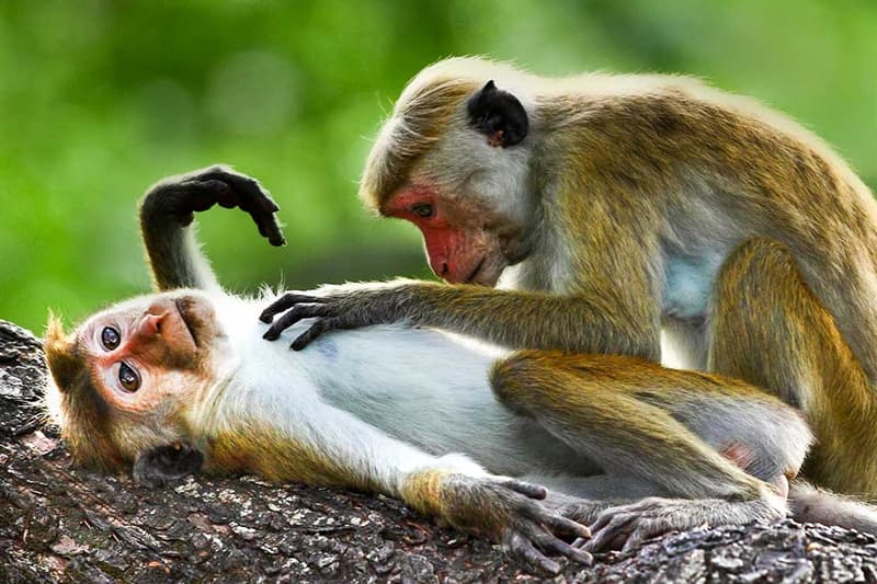 රිලවුන් අපනයනය - (වික්ටර් අයිවන්)
