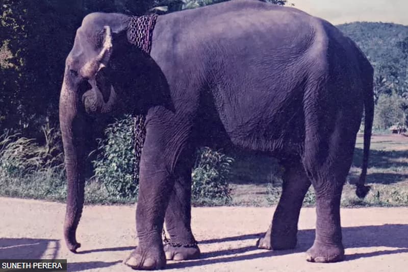 'මරණයෙන් පසු ජීවිතයක් ඇත්නම් මැණිකේට ගෙවිය යුතු ණය මම ගෙවා දමමි'