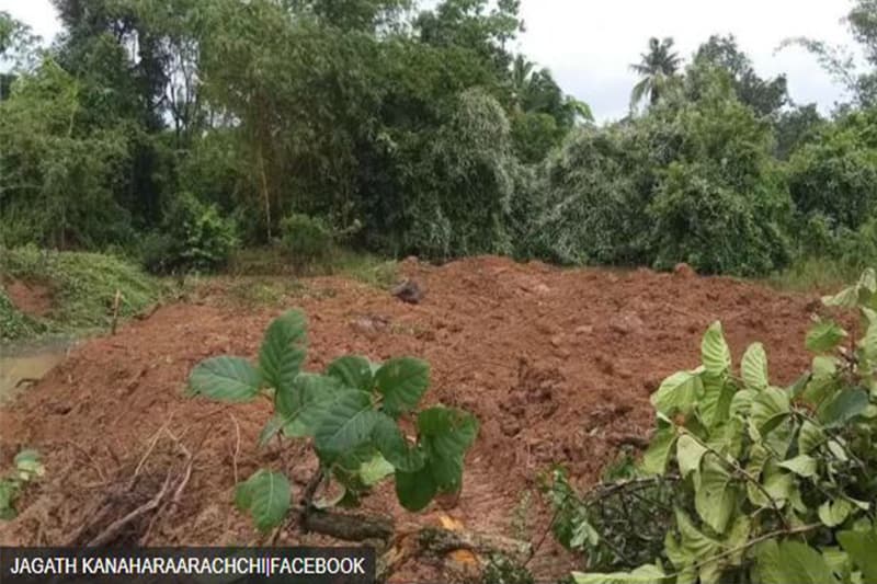 කෲඩියා සිලනිකා: ආන්දෝලනාත්මක ගස ගලවා ඉවත් කළේ කවු ද?