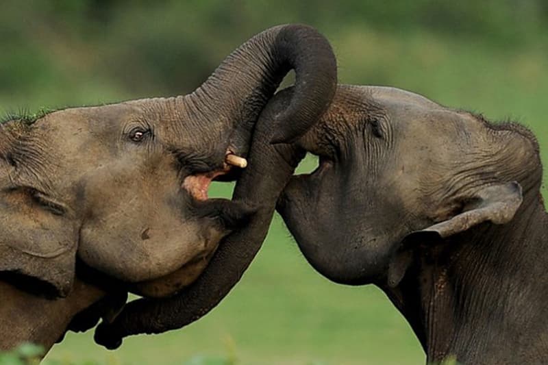අලි මිනිස් ගැටුමේ සැඟවුණු කතාව (BBC වීඩියෝ)