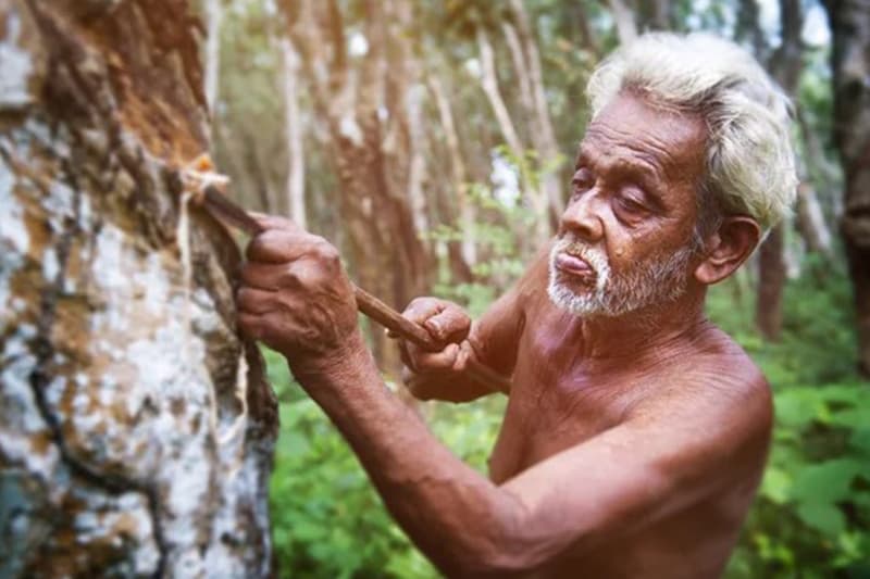 ‘අත පල්ලෙන් වැටුණු’ පහතරට වතුකරය - (සමන් සී ලියනගේ)