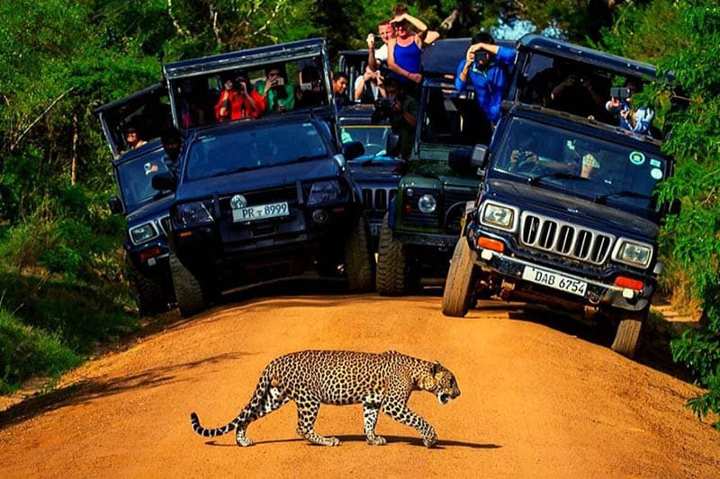 'තව අවුරුදු 10කින් යාල ඉවරයි' - හිටපු වනජීවී ප්රධානියෙකුගෙන් අනතුරු ඇඟවීමක්