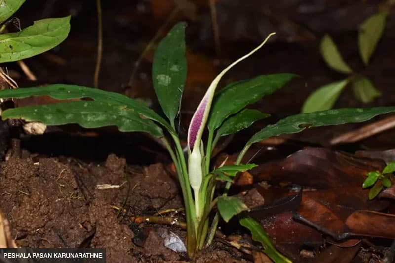 Lagenandra erosa: වඳවී ඇතැ යි සිතූ ශ්රී ලංකාවට ආවේණික ශාකයක් වසර 50කට පසු හමුවෙයි