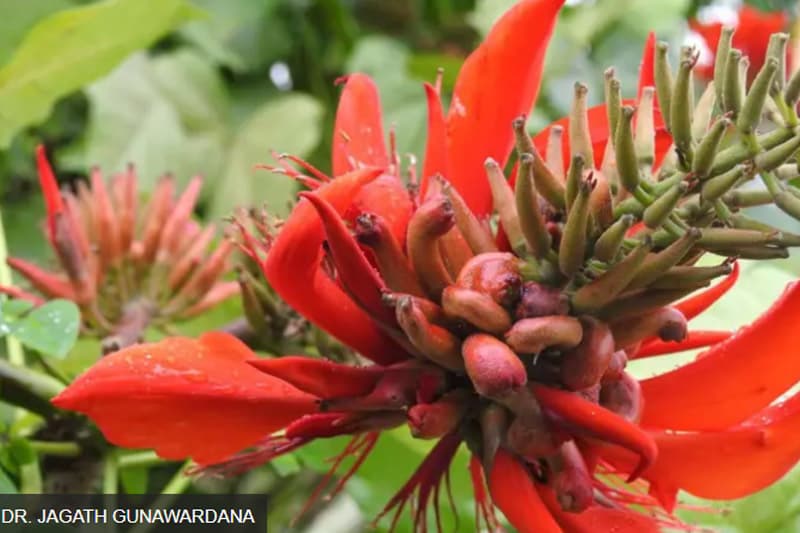 කෘමියෙකු නිසා ශ්රී ලංකාවට අහිමි වූ 'අපේ එරබදු'