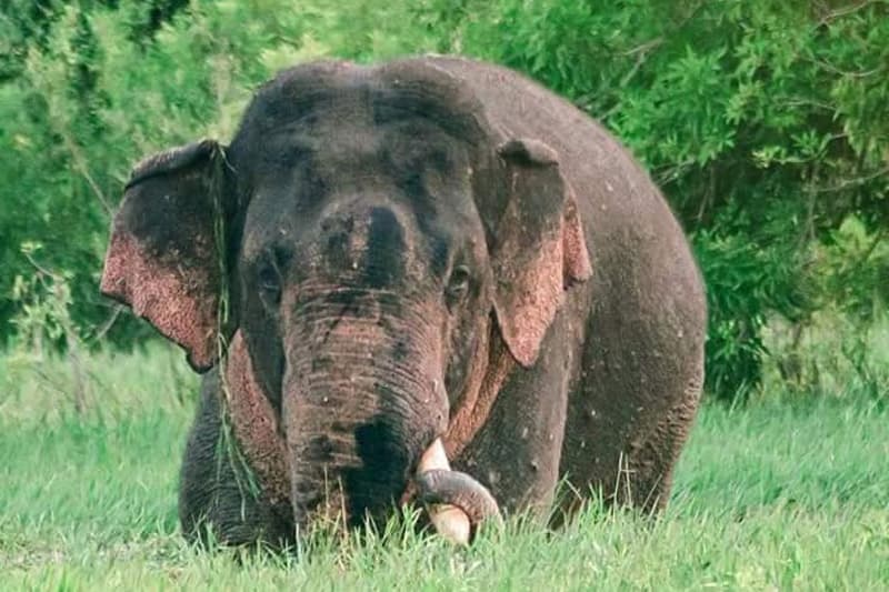 ගල්ගමුවේ චණ්ඩිගේ මරණය මුල් කොට නව දේශපාලනික මංපෙතක් - (තිලක් සේනාසිංහ)