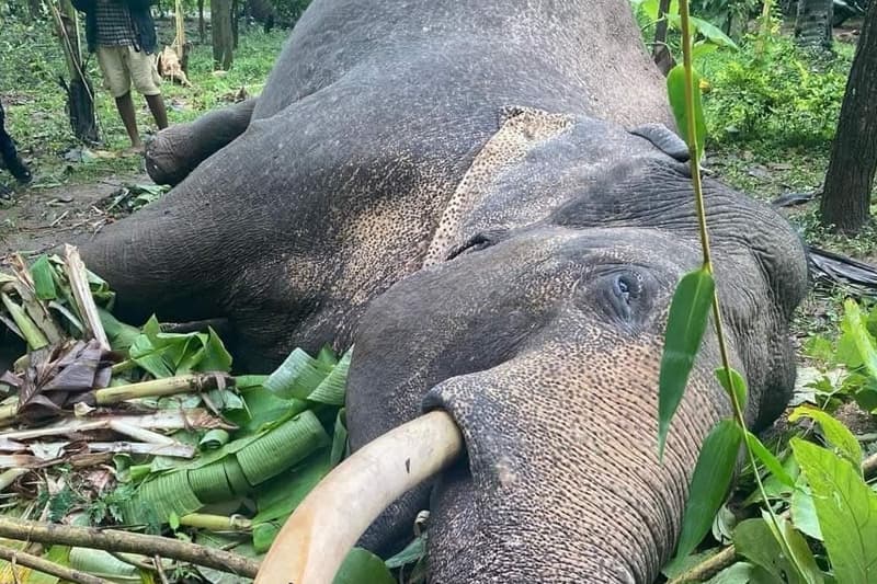 අලි ඇතුන් ඝාතන නතර කරවීමට දහනක බණ්ඩාර දෙවියන් වත් වැඩම කරවා ගනිමු ද? - (ප්රණීත් අභයසුන්දර)
