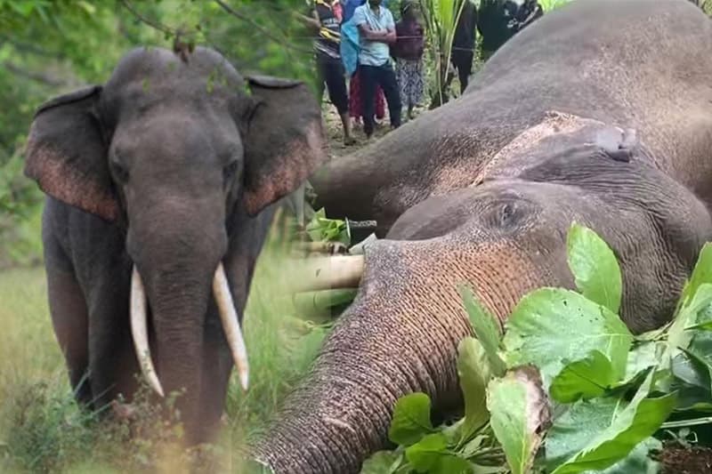 විදුලිසැර වැදී දීඝජන්තු 1 හස්තියා මරුට