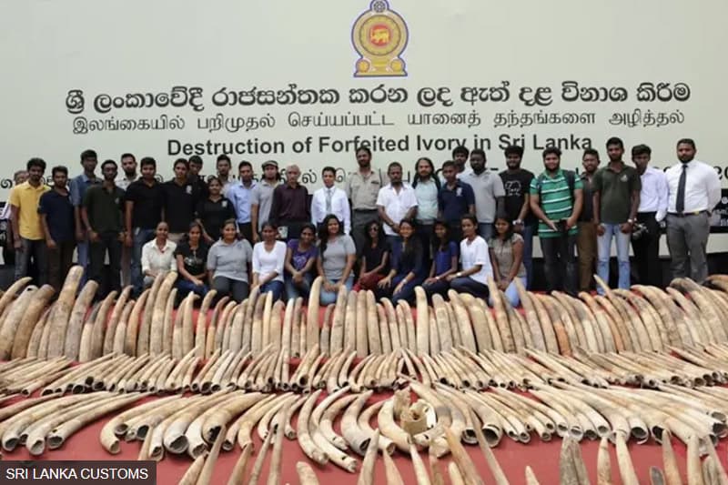 ශ්රී ලංකාව ගෝලීය වනජීවී ජාවාරමේ කේන්ද්රස්ථානයක් බවට පත් වූයේ කෙසේ ද?