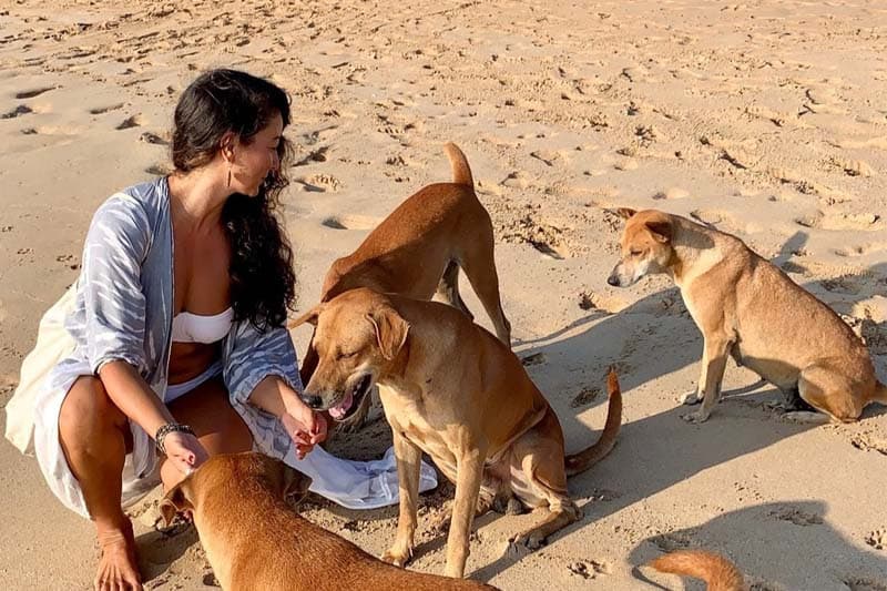 මනුස්සකම රැක ගෙනම වීදි සුනඛ ප්රශ්නයට විසඳුම් සොයමු | ප්රණීත් අභයසුන්දර