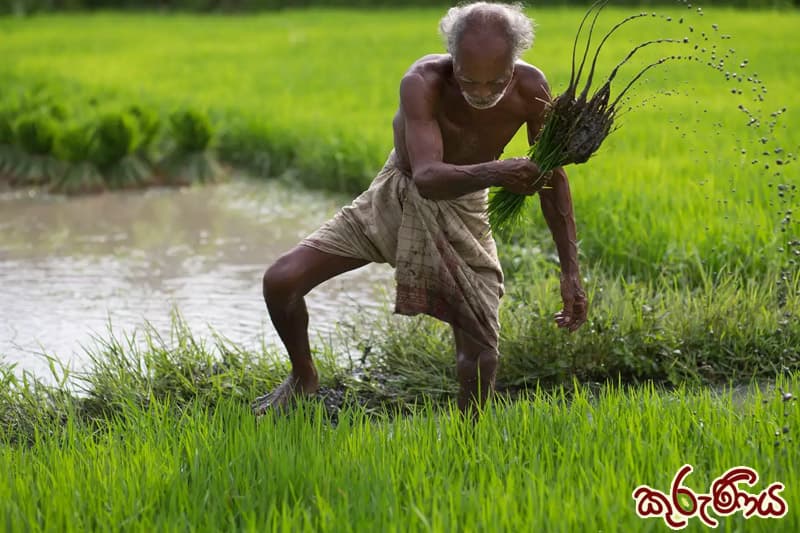 කුරුණිය: පරිසරය නමැති විශ්ව විද්යාලයෙන් ආචාර්ය උපාධි ලද අපේ පැරණි ගොවියෝ (5 කොටස) | ඉන්දු පෙරේරා