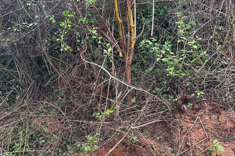 එදා රට ගොඩගත් මහවැලිය, නිලධාරින් අද ලෑන්ඩ් සේල් එකක් කරලා