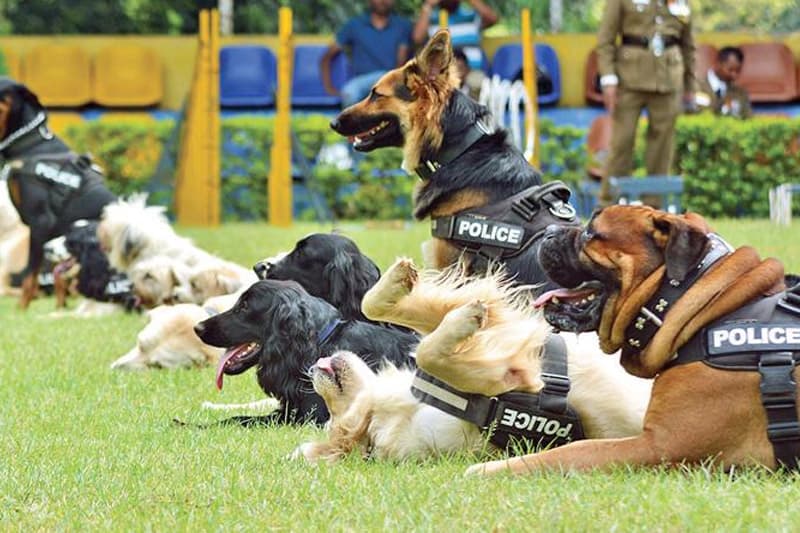 පුහුණුව ලැබ ඇති පොළිස් නිල සුනඛයන් 42ක් වෙන්දේසියට
