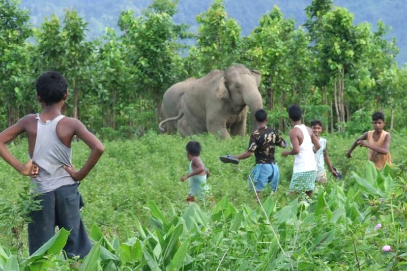 වනාන්තර - අපට අහිමි කර ගත නොහැකි ජීවනාලිය වනහරනය, මිනිස්-සත්ව ගැටුම සහ ගෝලීය අත් දැකීම් | ලයනල් බෝපගේ