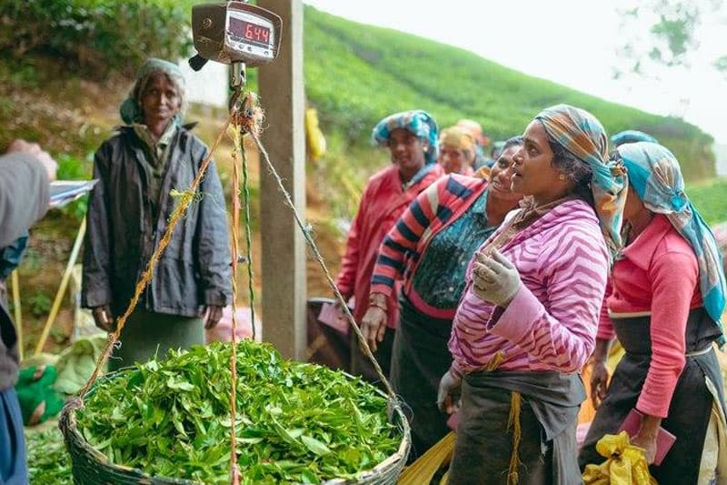 රාක්ෂාව (12 කොටස) : දුක කරපින්නා ගෙන ලොවට හොරා හඬන ගැහැනු | ඉන්දු පෙරේරා