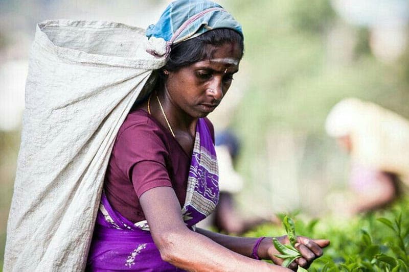 රාක්ෂාව (10 කොටස) : රාසම්මාට මුරකාරියක් | ඉන්දු පෙරේරා