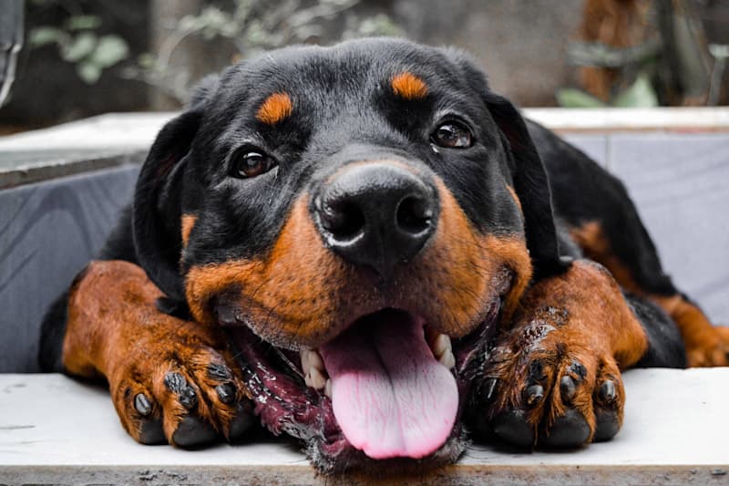Rottweiler ගැන ඔබ නොදන්නා දේ