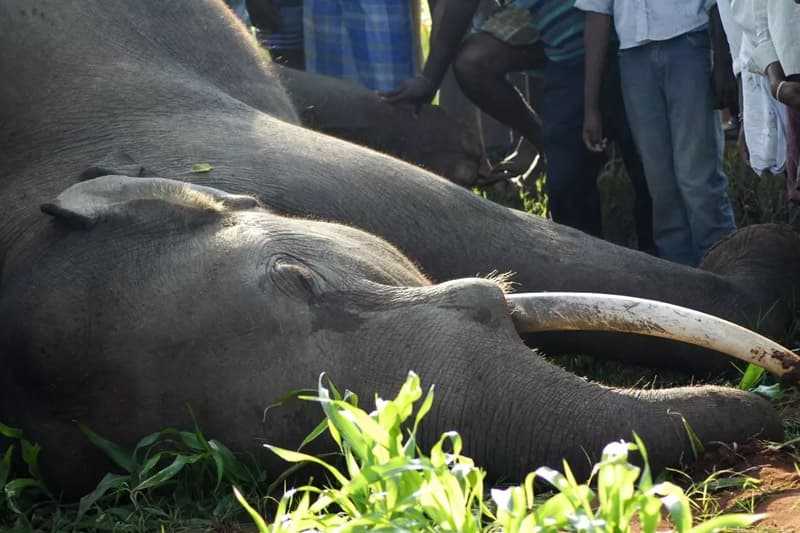 අනවසර විදුලි රැහැන් නිසා වන අලින් 35 මරුමුවට