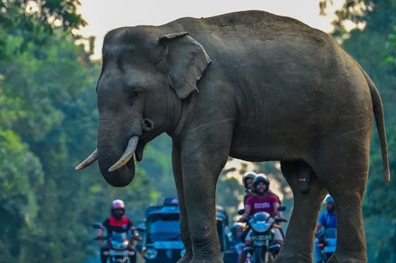 වන අලි ගැටලුව විසඳන්න ආණ්ඩුව දරන වෑයම අලියා ගිල්ල දිවුල් ගෙඩියක් වේ ද? | | රේණුකා දමයන්ති ගමගේ