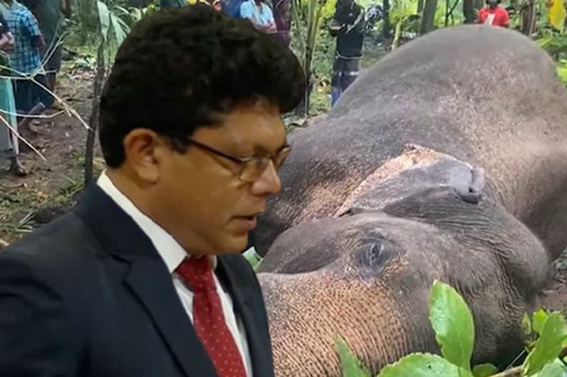 තැන තැන අලි මරණ 8ක්: ‘මේක කුමන්ත්රණයක්’- පරිසර ඇමති