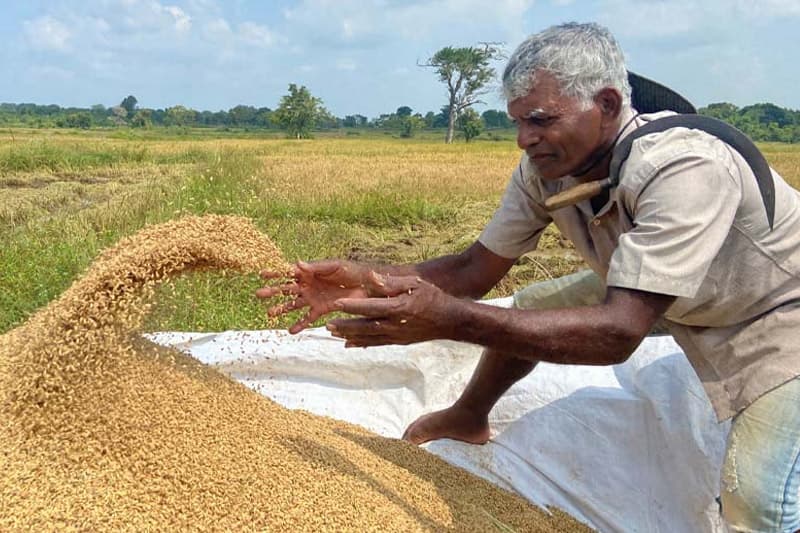 මෙවර යල කන්නයේ වී මිල පාලනය කරන්න ආණ්ඩුවට හැකි වේද ?