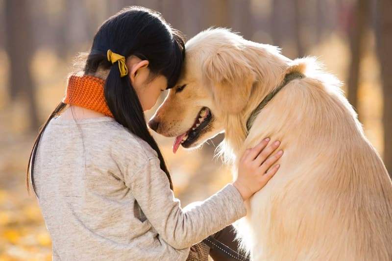 History of dogs...