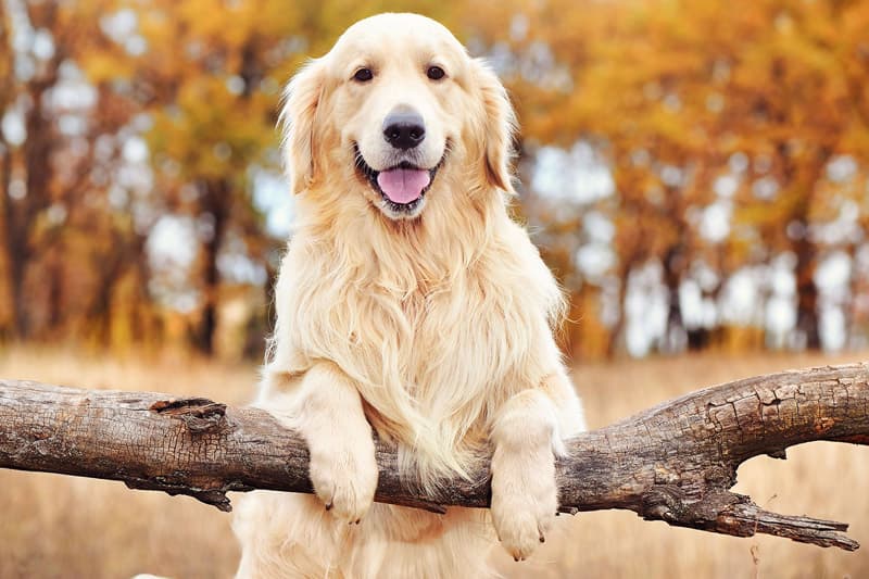 Golden retriever පවුලට හිතවත් සුරතලෙක්
